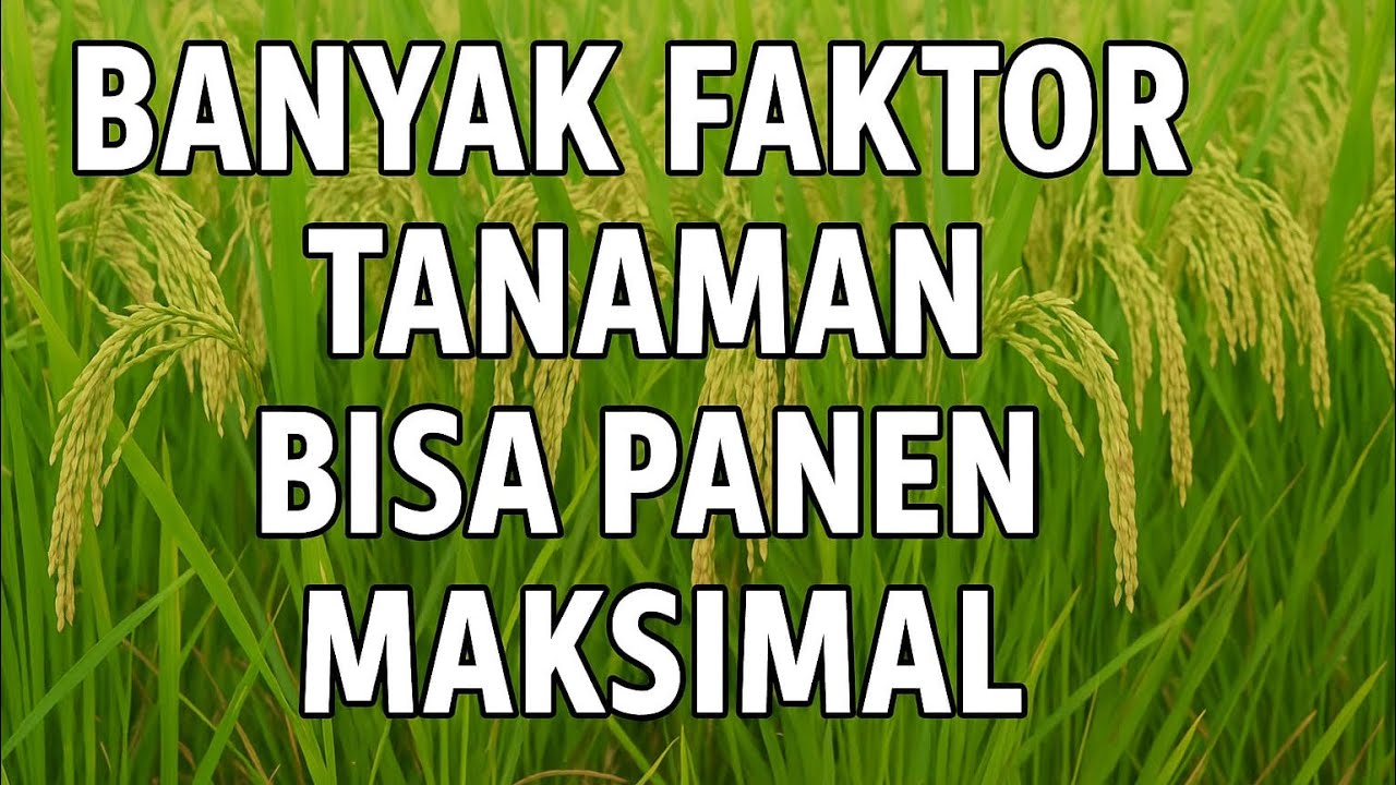 PANEN MAKSIMAL BUKAN KARENA PUPUK SAJA