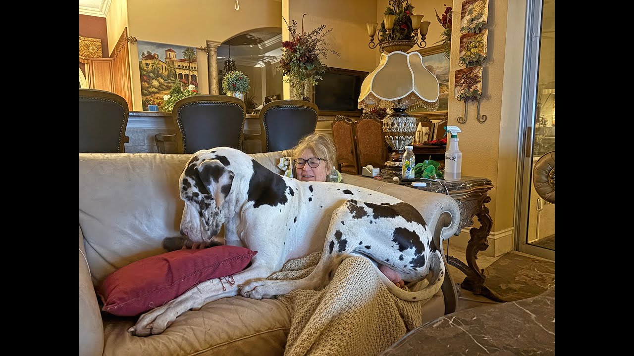 Забавный арлекиновый немецкий дог приносит свою подушку, чтобы посидеть на маме и пообниматься с ...