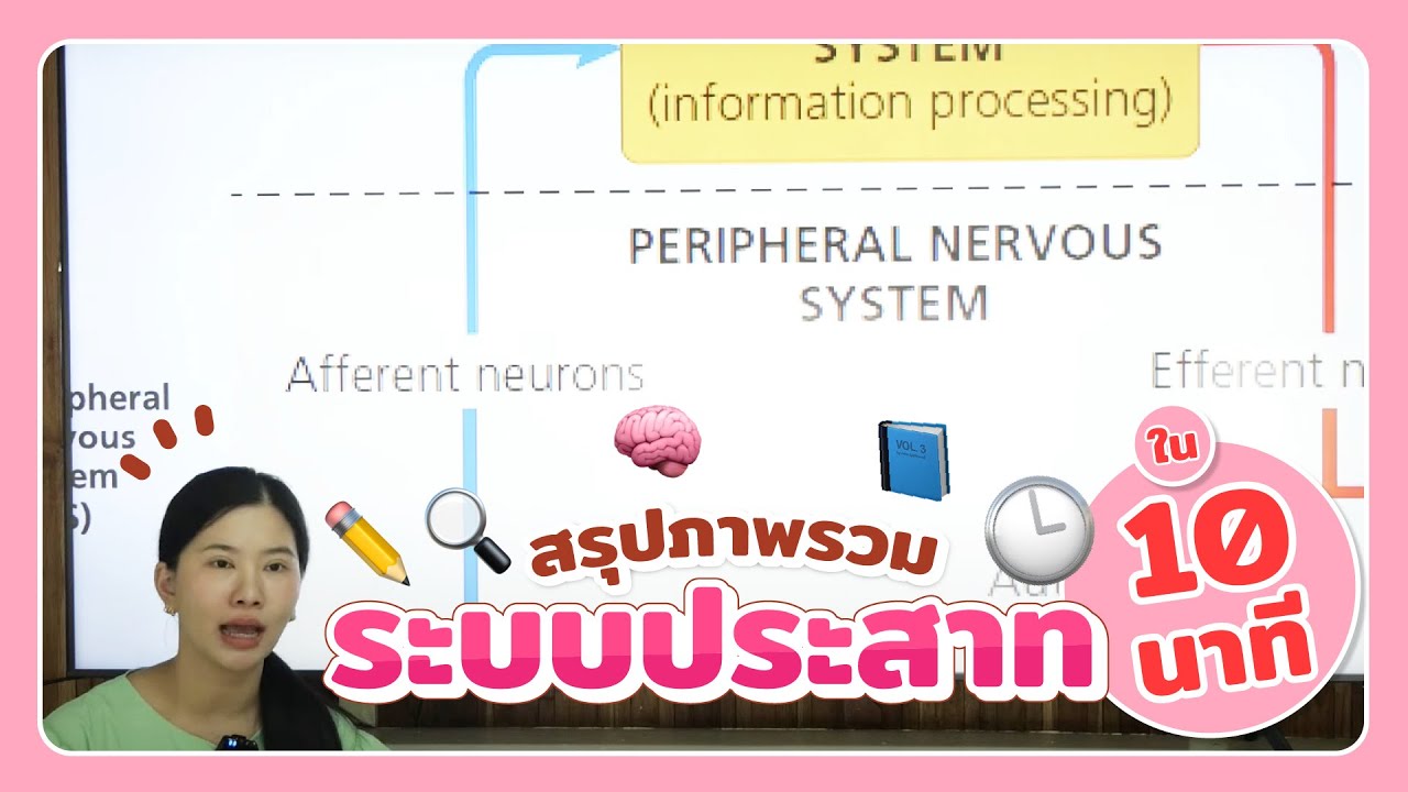 สรุปภาพรวมระบบประสาทใน 10 นาที