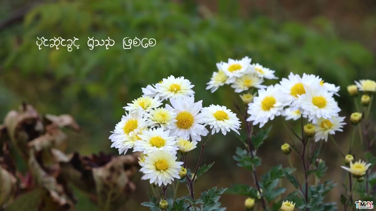 စာ​ရေးဆရာမ Lavender pan ရဲ့ ဂန္ဓမာပန်းအဖြူလေးအကြောင်း🌷