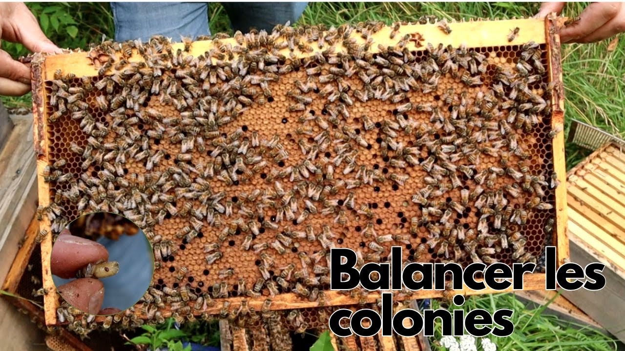 S2025.E10 - Balancer les colonies et combattre le Varroa