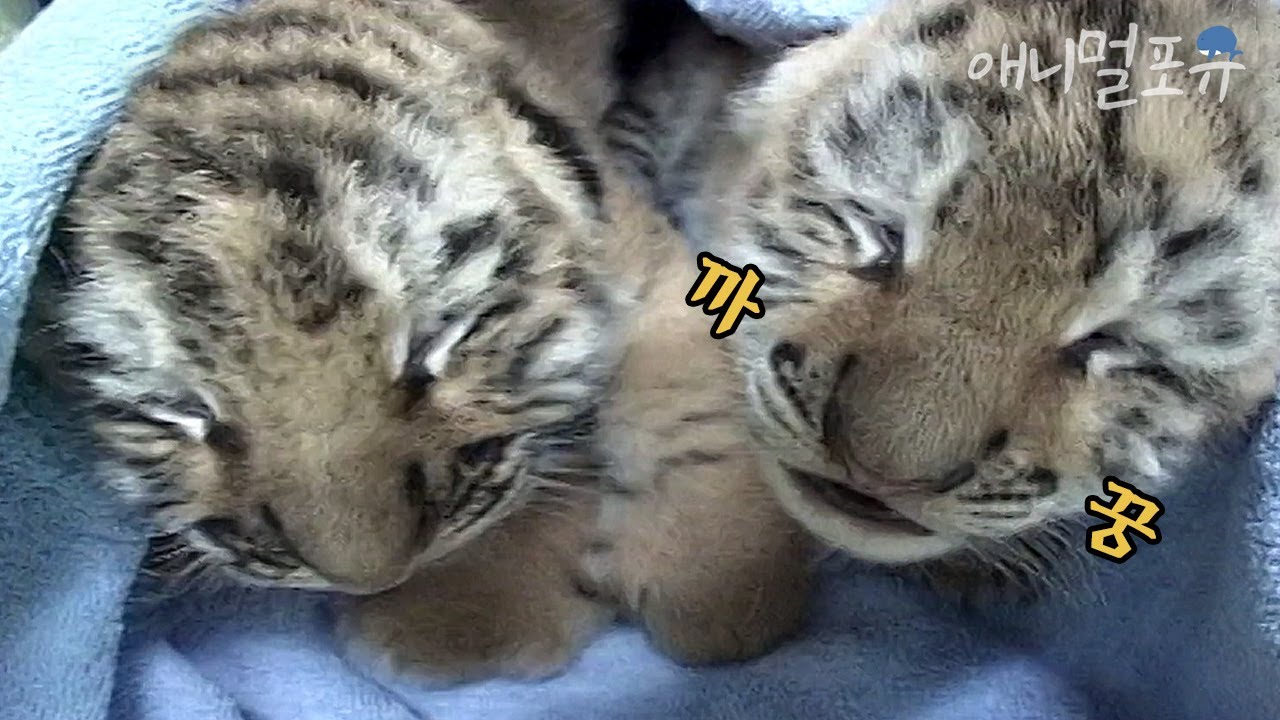 멸종위기 1급 한국 호랑이 남매가 태어났어요! 귀엽고 소중해,,🐯 | KBS 주주클럽 020819 방송