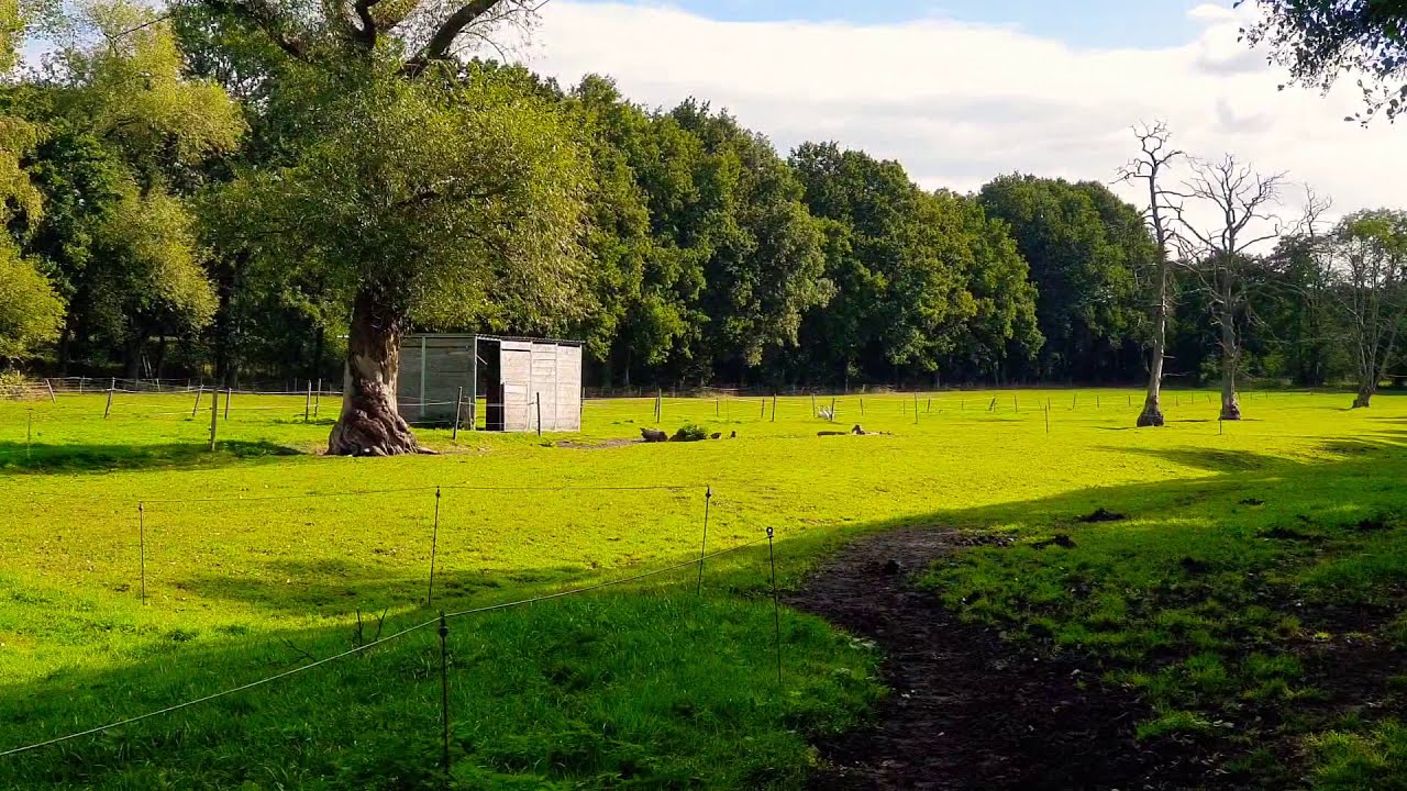 Kaltblüter auf dem Weg zur Arbeit