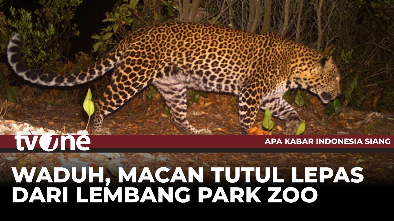 Bikin Panik Warga, Macan Tutul di Lembang Park Zoo Lepas | AKIS tvOne