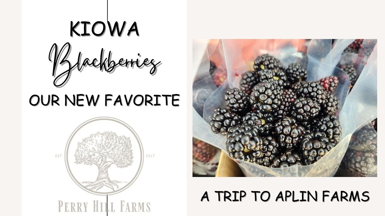 Kiowa Blackberries Our New Favorite