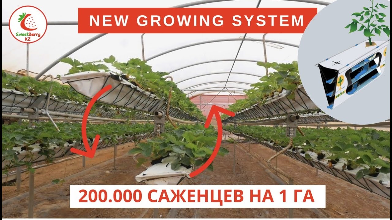 New Growing Systems. Grow strawberry. Hydroponic systems.