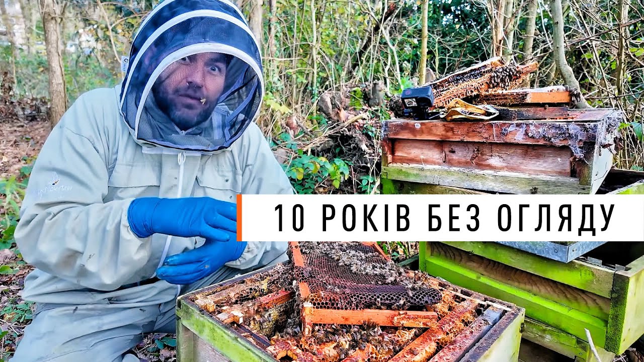 Цей вулик не відкривали 10 років... аж ДО СЬОГОДНІ! Що з розплодом?