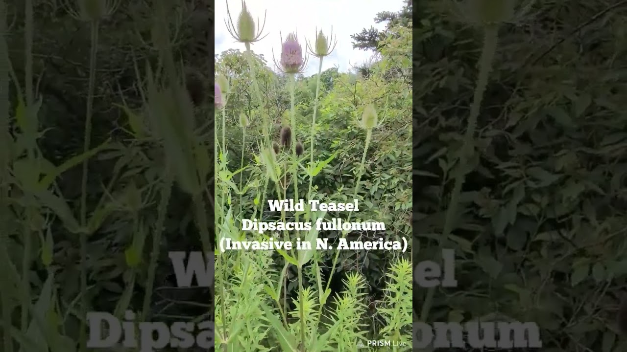 Wild Teasel
