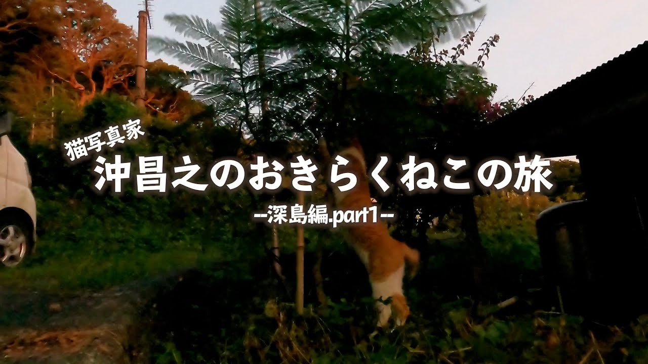 おすすめ動画クリエイター 沖昌之 「猫写真家 沖昌之の おきらくねこの旅 ～深島編.PART1～」