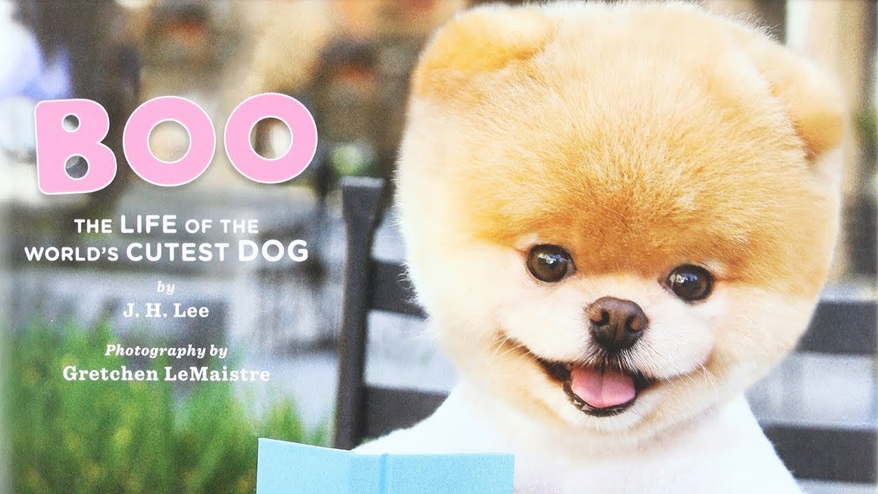 Boo: 🦴 The Life of the World's Cutest Dog | World English School Today