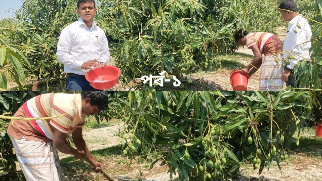 🥭🥭 আম গাছে সার প্রয়োগের নিয়ম/আমের গুটি অবস্থায় সার ব্যবস্থাপনা/fertilizer management of mango 🥭🥭