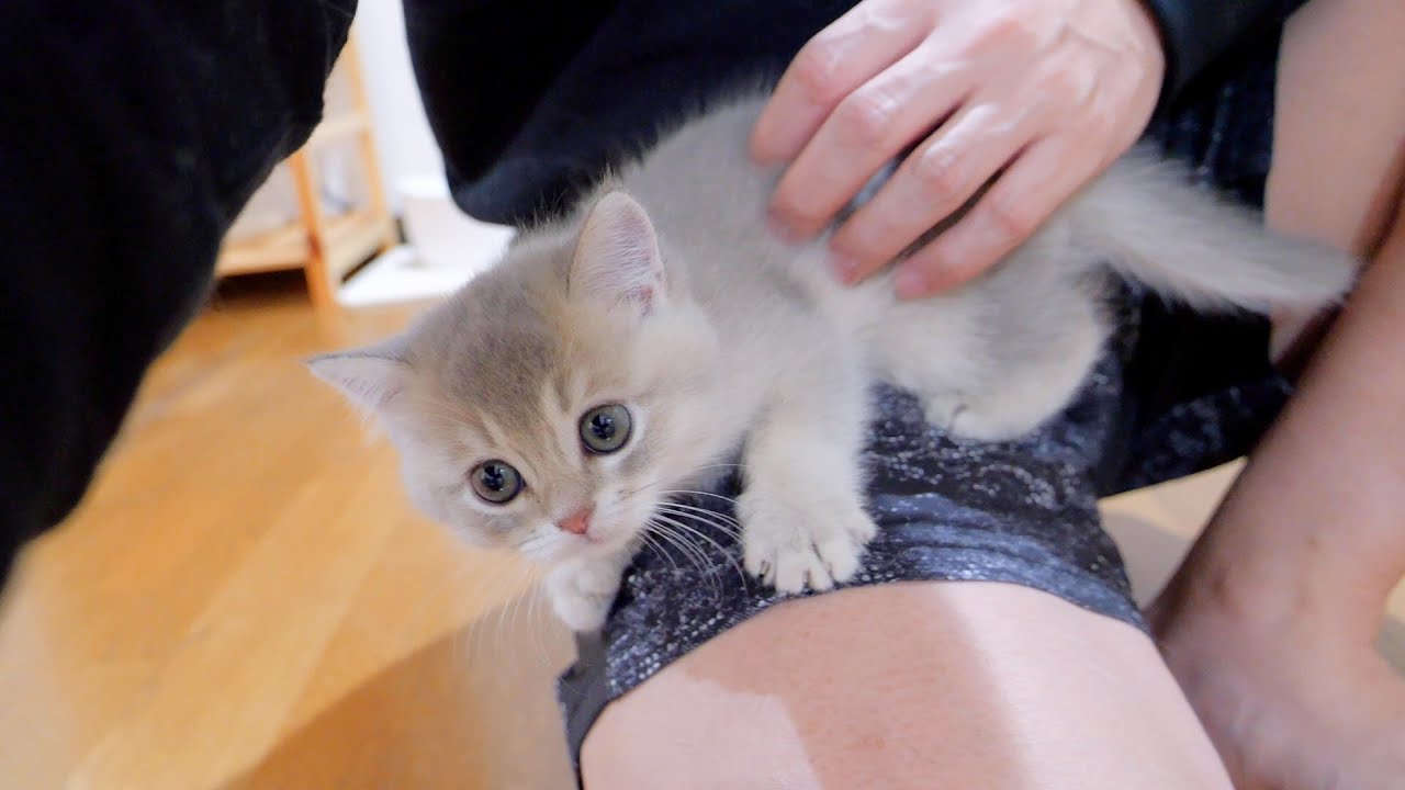 Котёнок, который засыпает и обнимается на коленях у хозяина, такой милый...
