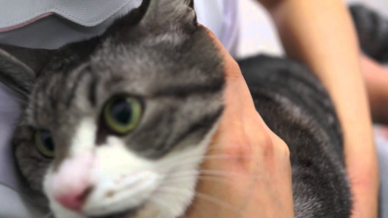 Hataさん 「がく」の肛門腺搾り