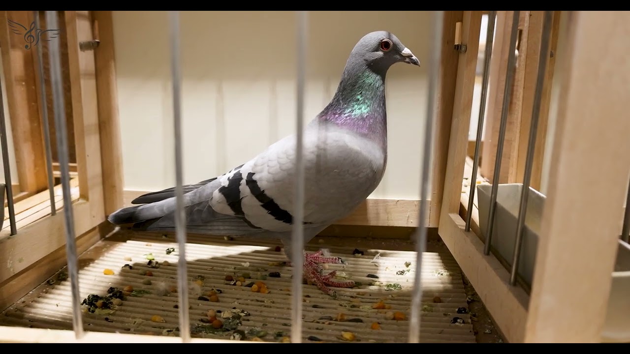 Spain: Best Pigeons in the World | IBA 2026 | PigeonSongs (ES)
