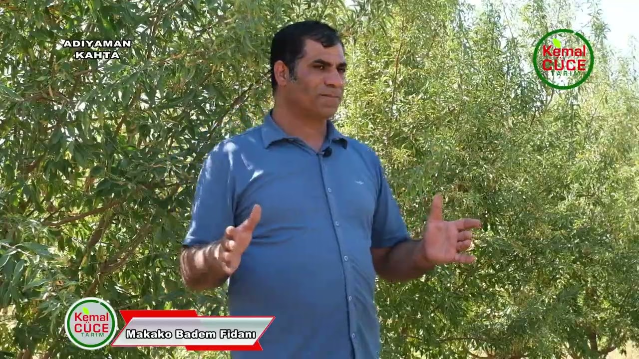 Makako Badem Yetiştiriciliği Makako Almond Cultivation