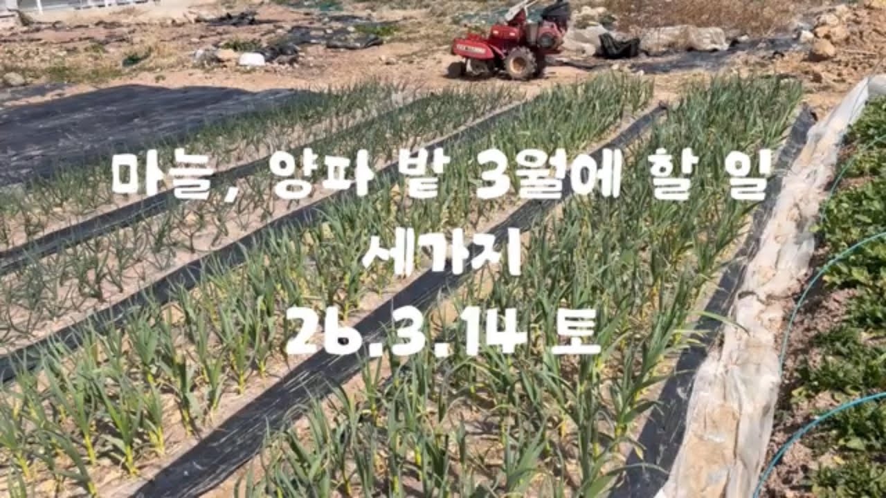 마늘, 양파 밭에 3월에 할 일 세 가지. 26.03.14 토