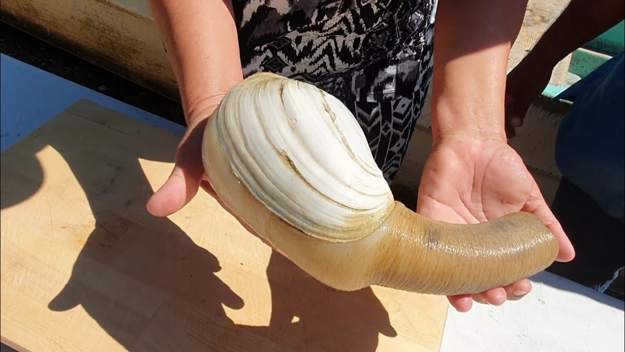 Almeja generosa