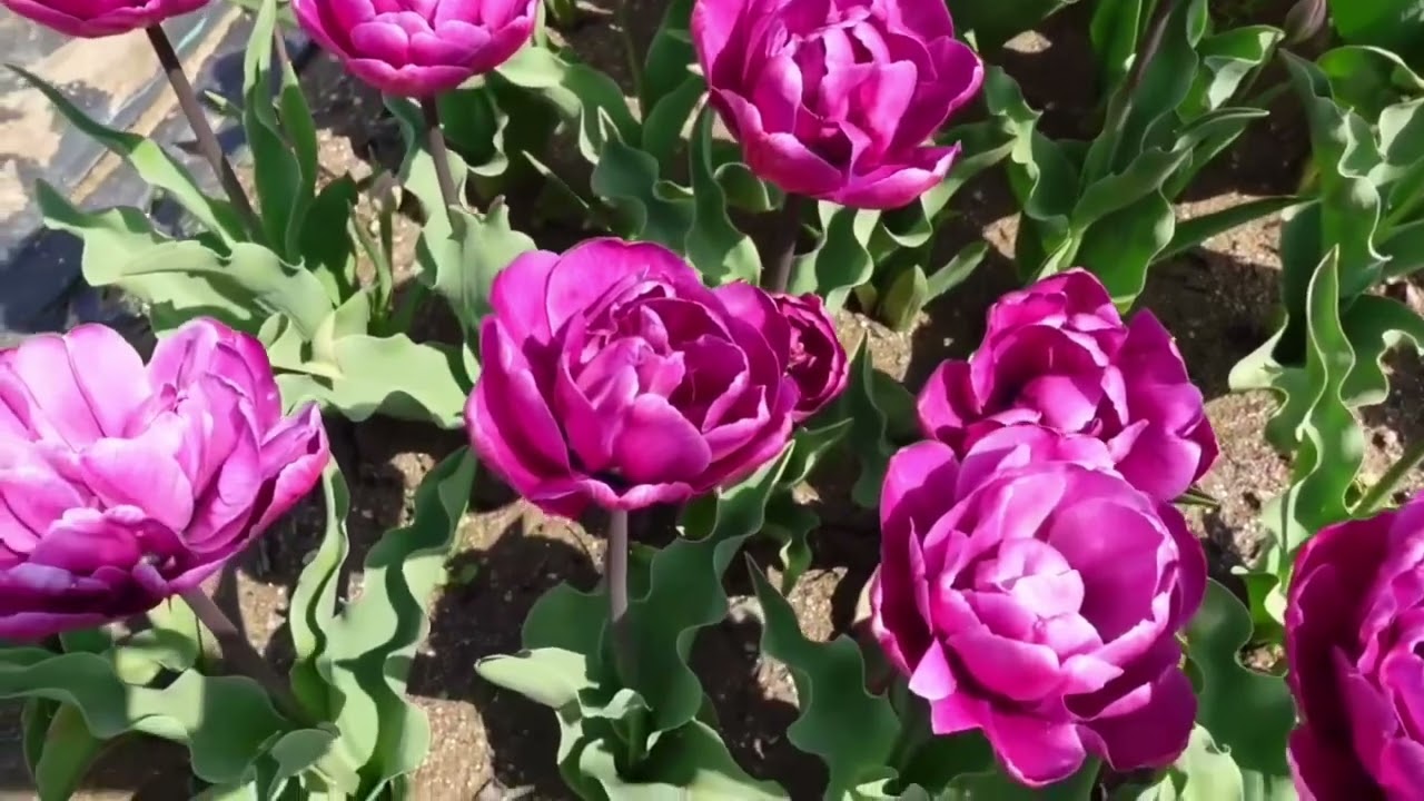 Củ giống hoa Tulip H&agrave; Lan c&aacute;nh k&eacute;p sỉ sll 2k. lẻ 5k/1 củ.