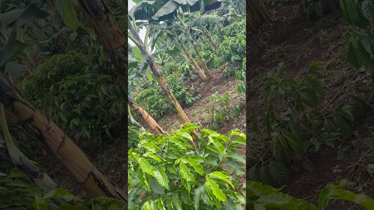 How to intercrop Banana and coffee in the garden #coffeefarming #banana #intercropping #coffee