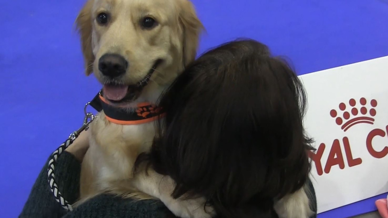 Mezin&aacute;rodn&iacute; v&yacute;stava Brno Duo CACIB 2017 / Dog Show Brno 2017