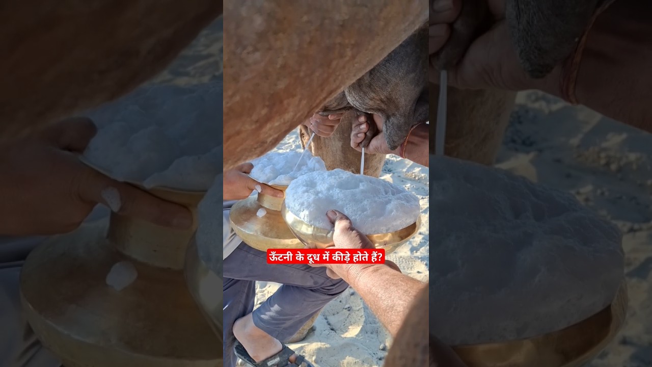 Only one kilo of ghee is produced from 100 kilos of milk 😳 Are there insects in camel milk? 🤔 #milk #shorts #reels