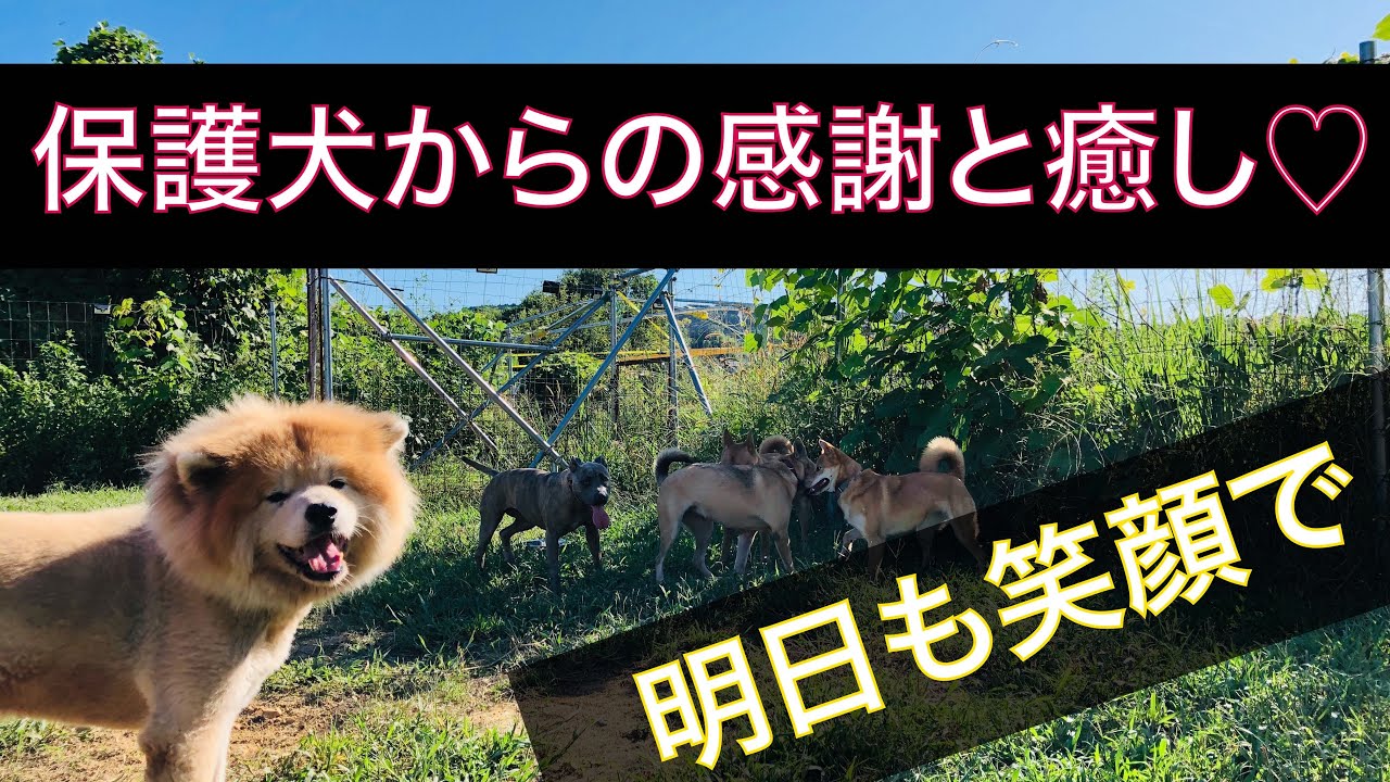 【保護犬群れ】本日のお疲れ様ワン
