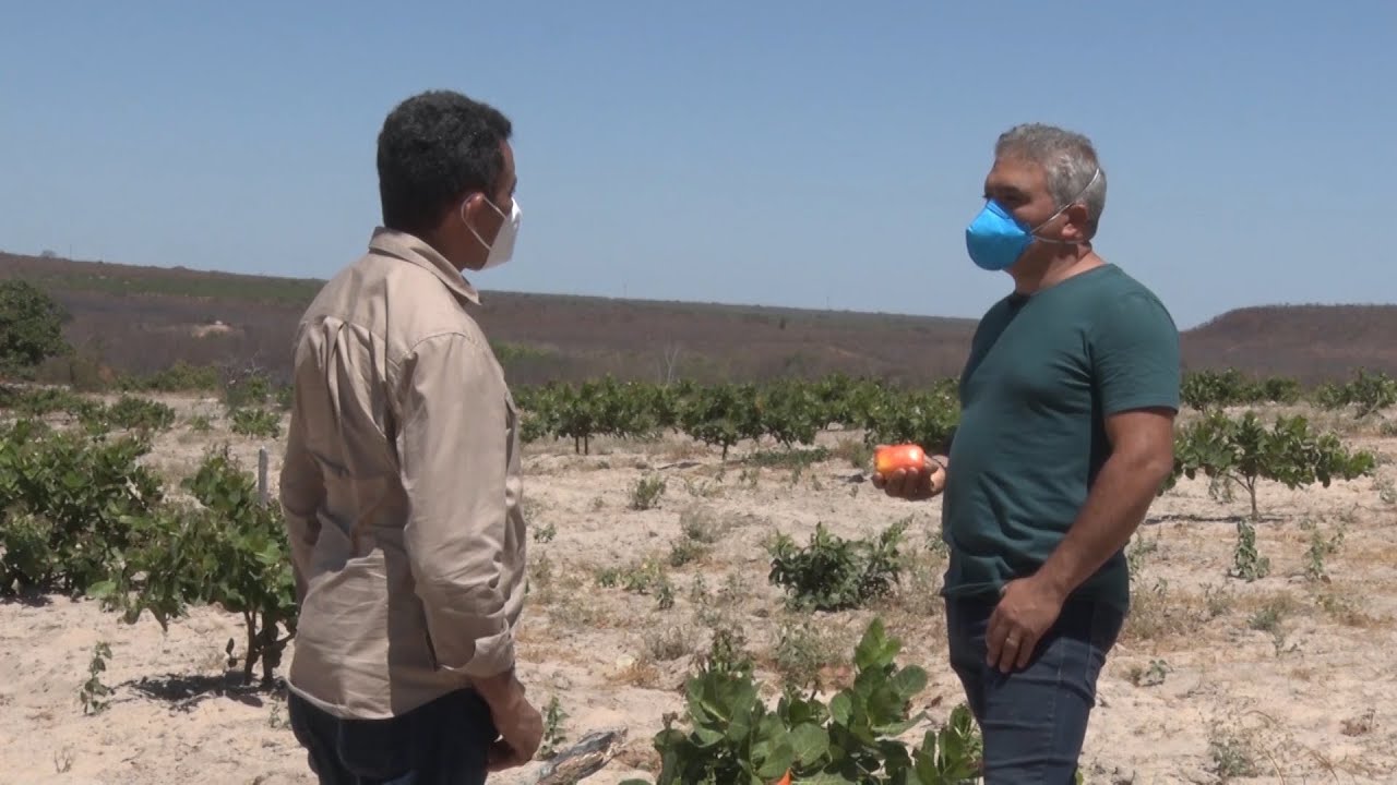 Caju precoce é aposta de sucesso de empresário paulista que atua no Piauí 14 08 2021