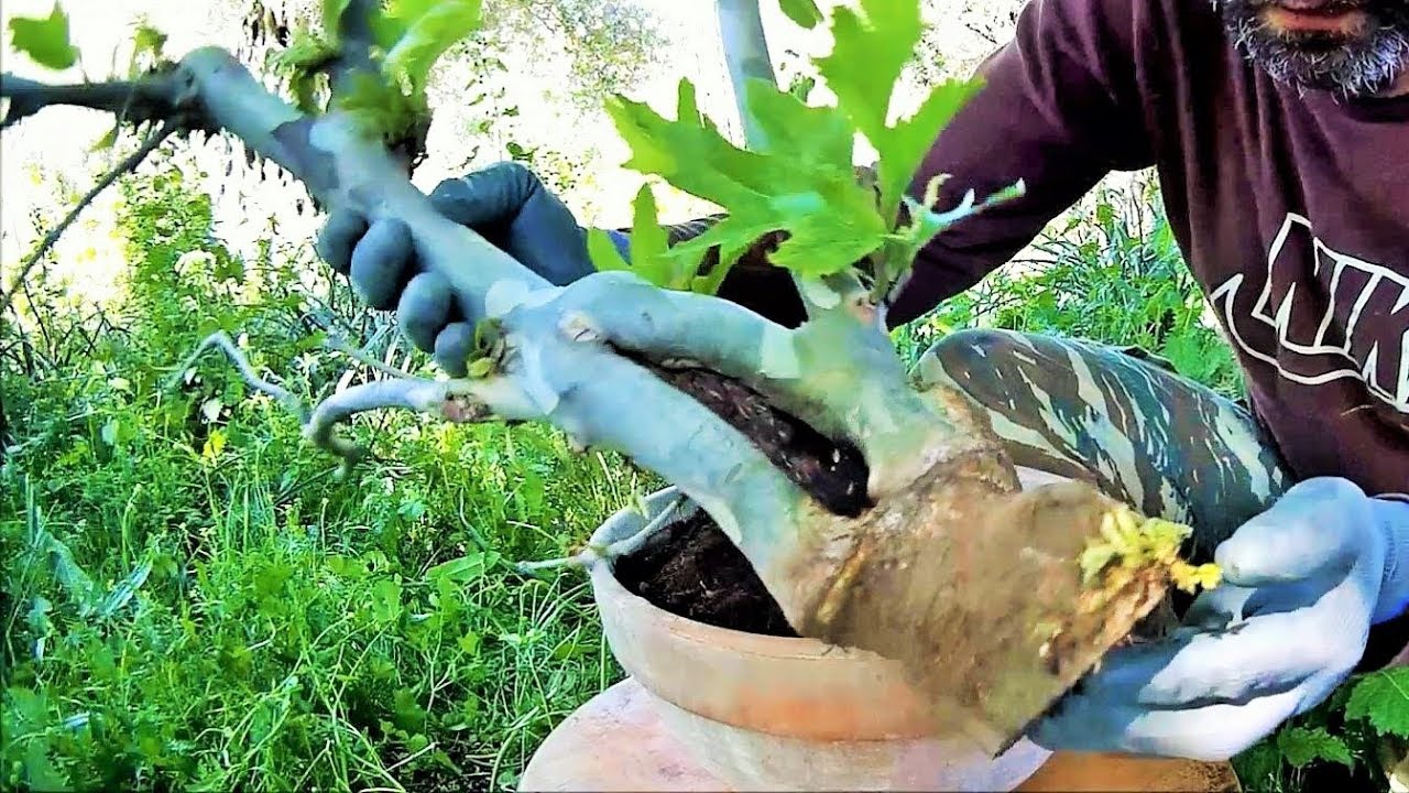 How To Collect Material For Bonsai: Collecting Platanus With Hollow Air Layering After 14 Weeks!