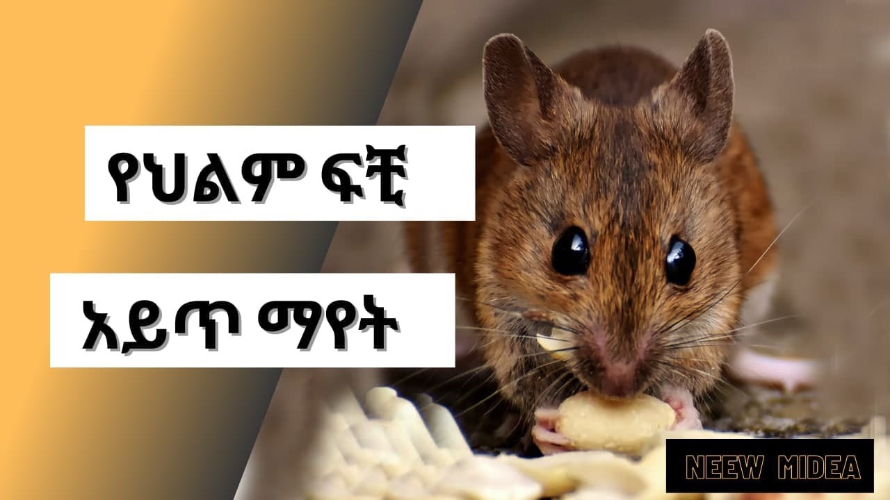 በህልም አይጥን መመልከት