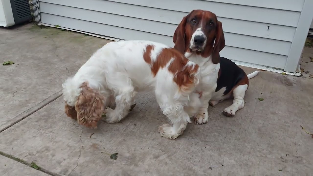 🥎 Too much energy.....play with the tennis ball and burn that energy away! 🥎