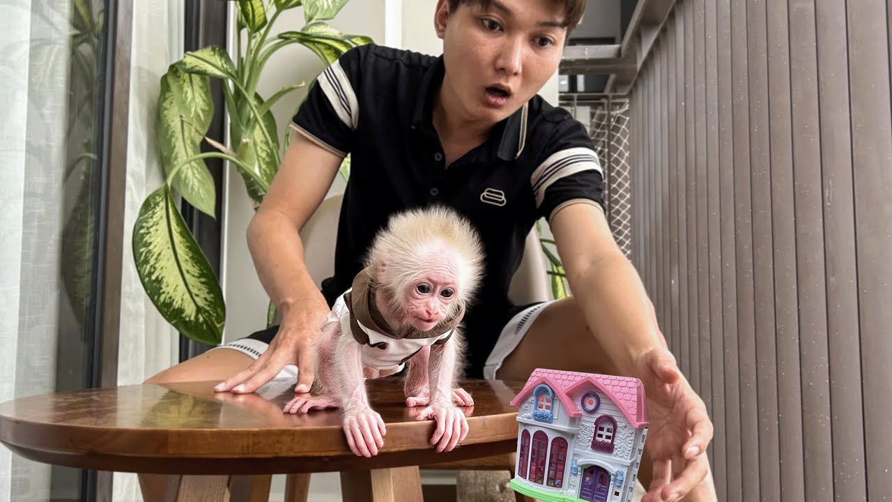 Dad can't stop Mokey Baby Molly from dropping the house.