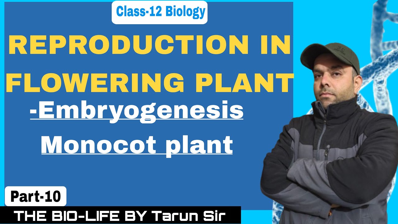 Embryogenesis in Monocot Plants 🌱 | Development of Monocot Embryo | Class 12 Biology