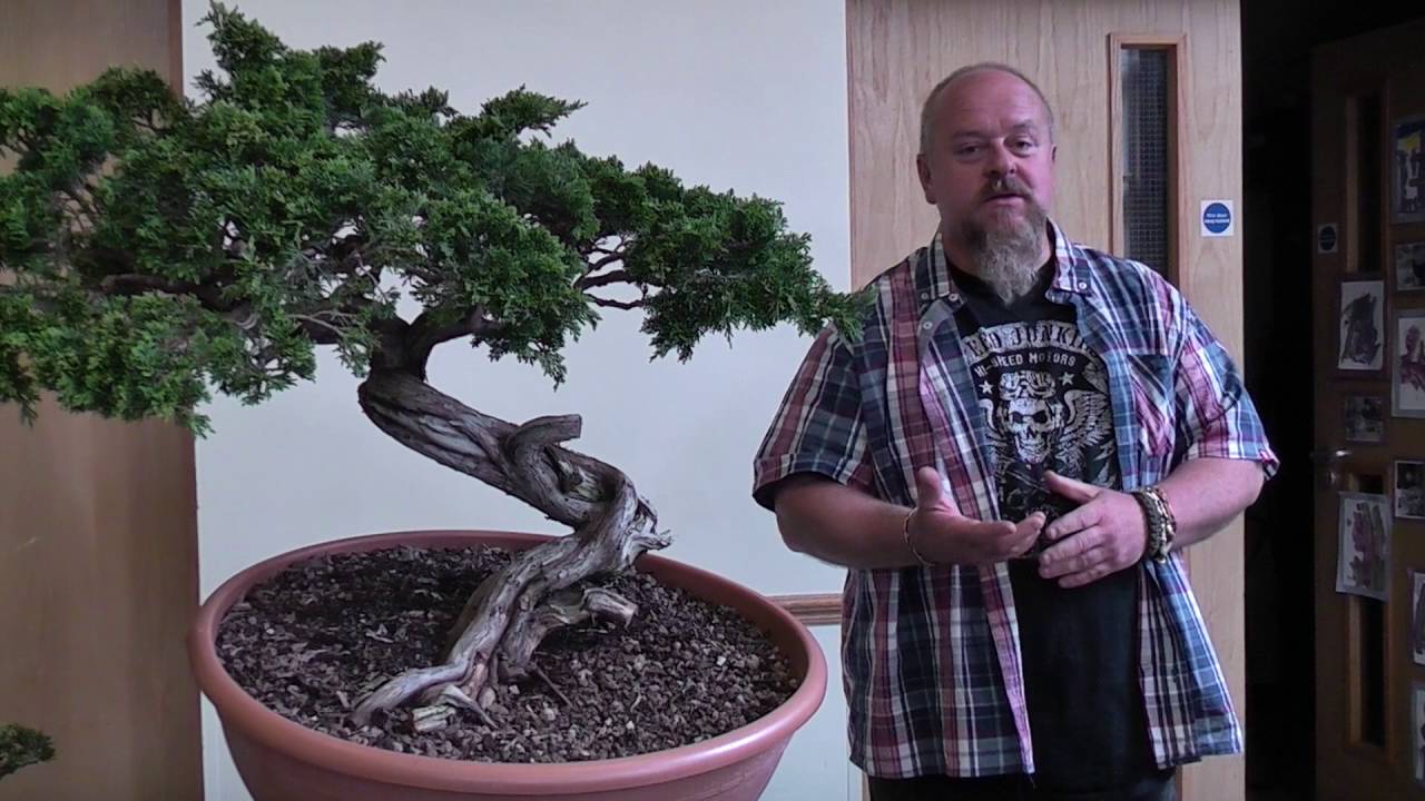 Bonsai Demo by Graham Potter