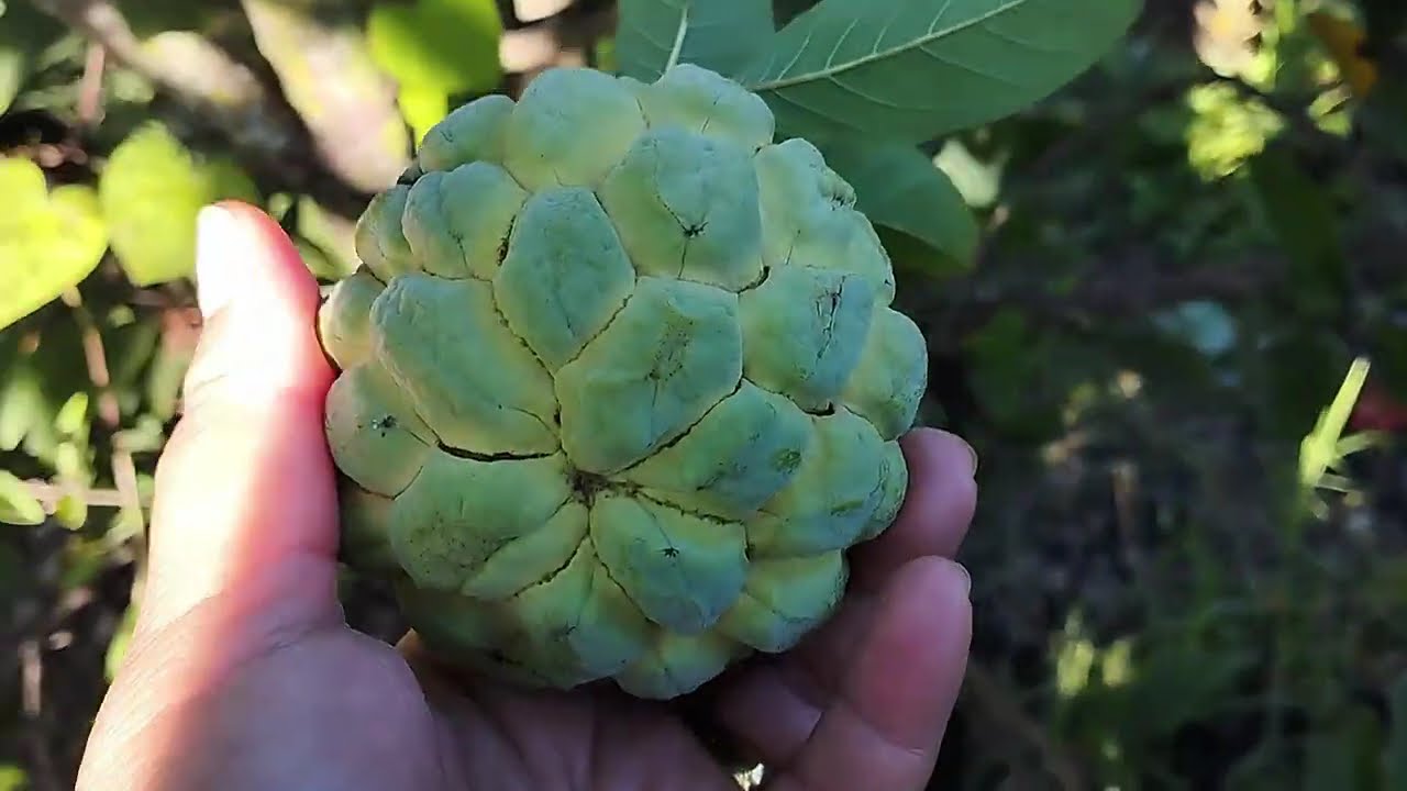 Colhendo com gratidão: vargens ,pinhas e gergelim em flor  🌿🍃