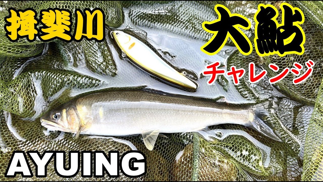 【アユイング】揖斐川で大鮎チャレンジ【キャスティングアユ】