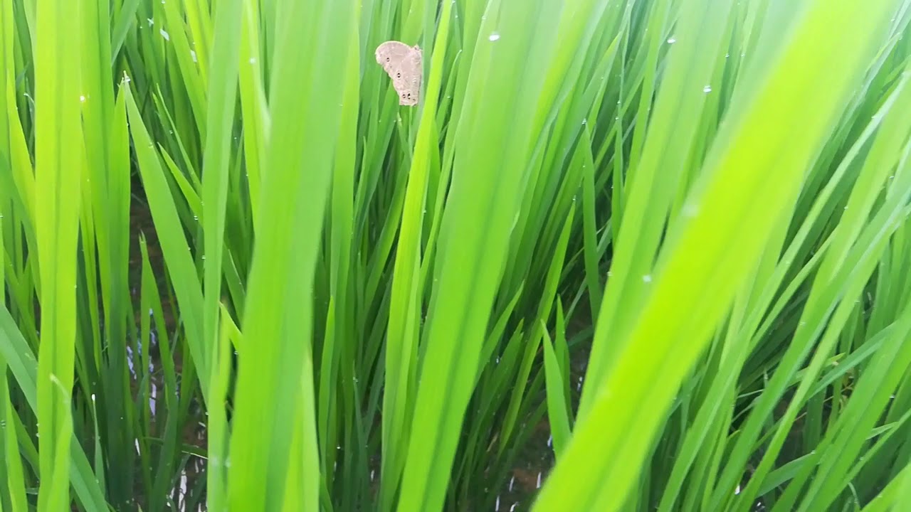 White butterfly | rice plant | water drops | no copyright free video | Nature Info | HD