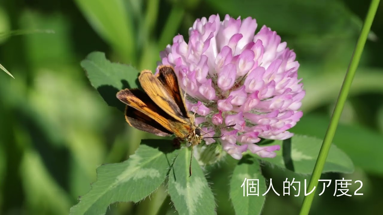 ヒメキマダラセセリ