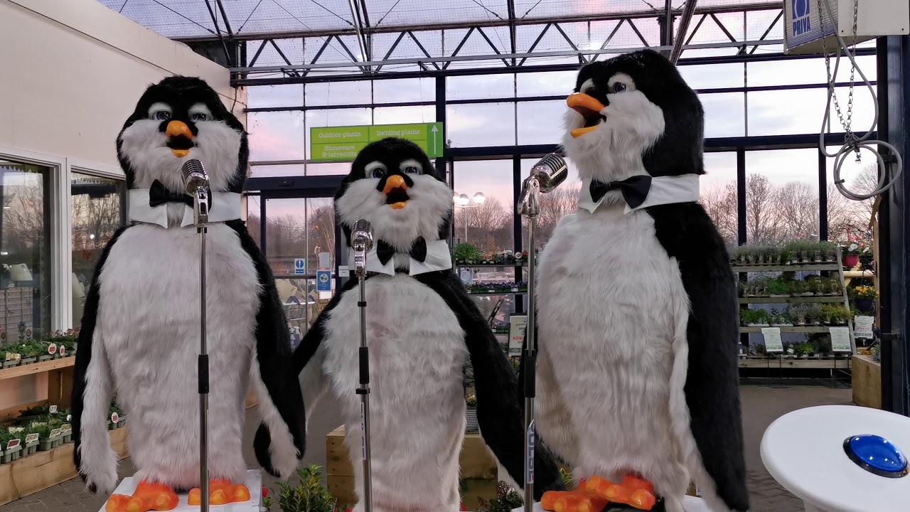 2020.11.24 #6 Christmas singing Penguines, Melbicks, Coleshill, Birmingham