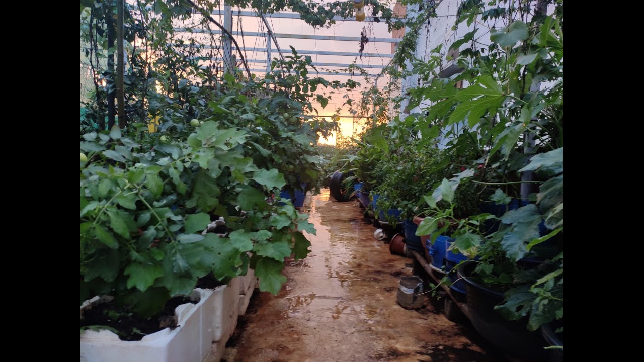 మా మిద్దెతోట పై మీ అభిప్రాయం ? #patnamrythu #Organicgarden #urbangardener