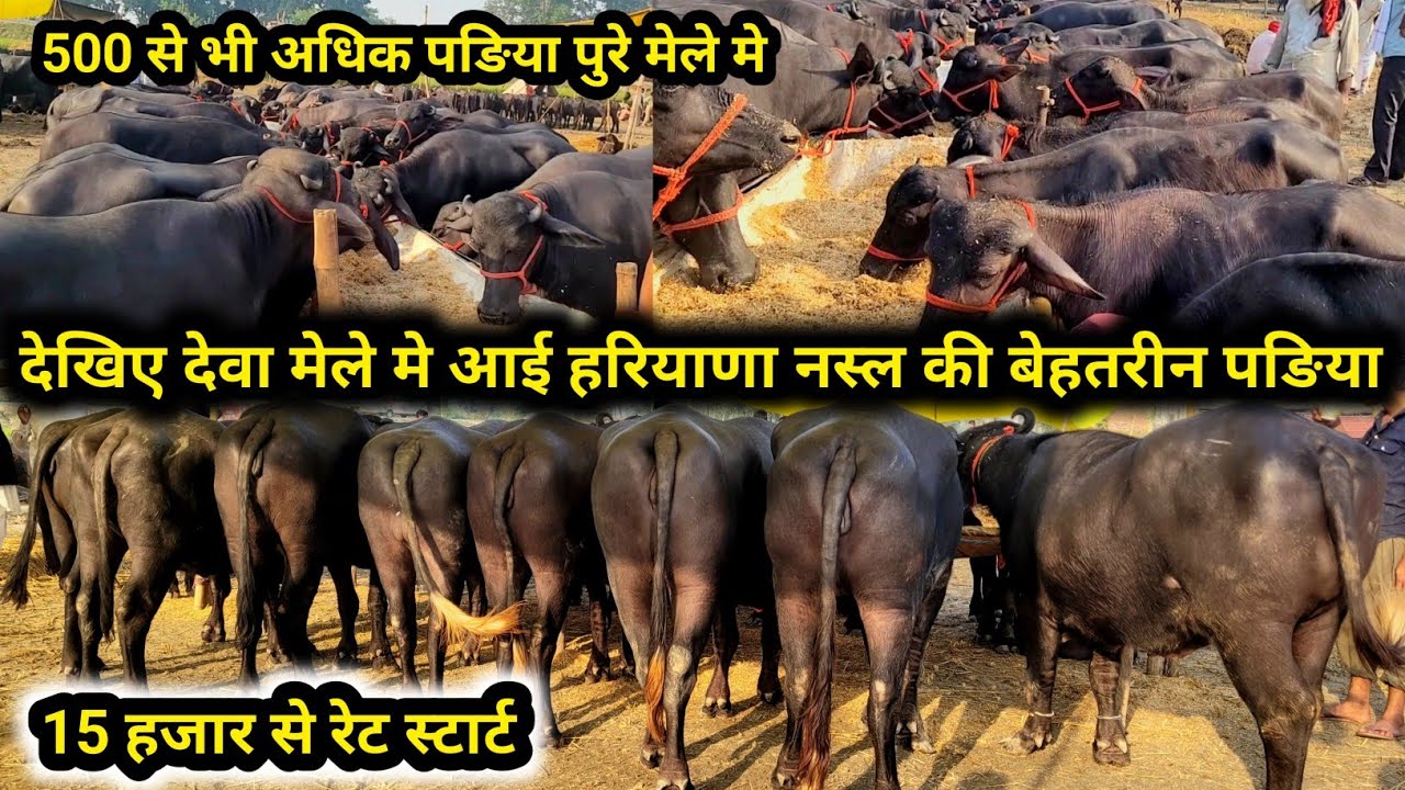 देखिए देवा मेला मे हरियाणा से आई बेहतरीन पङिया व भैंस बिक्री के लिए उपलब्ध || lucknow pashu bajar