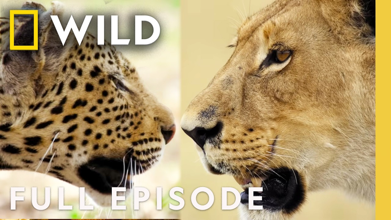 Clash of Queens: Lion vs. Leopard | Savage Kingdom Compilation | Nat Geo Animals