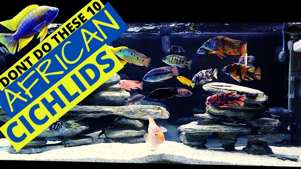 African Cichlid Aggression? You're Probably Doing This Wrong