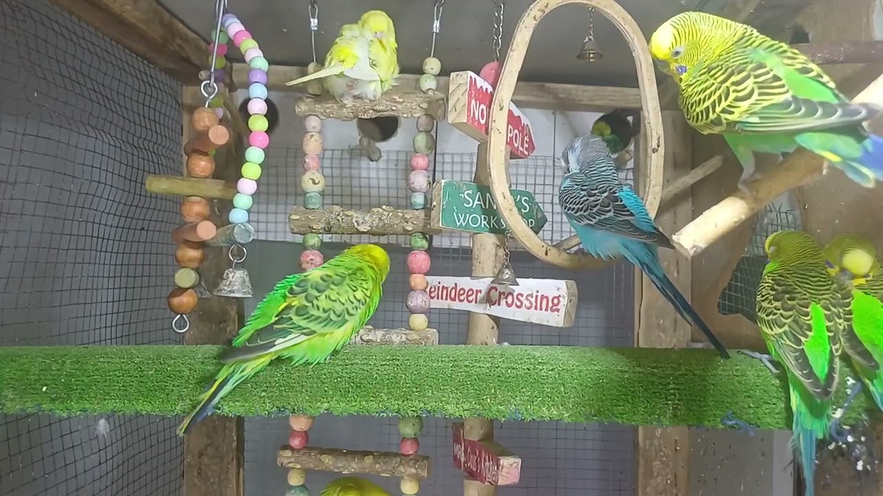 💰🦜How Much Is the Most Expensive Parrot?