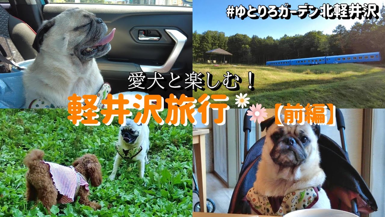 【軽井沢】ワンちゃんファーストなホテルに行ったら、パグも人間も最高に楽しかった✨🐶【ゆとりろガーデン北軽井沢】(前編)