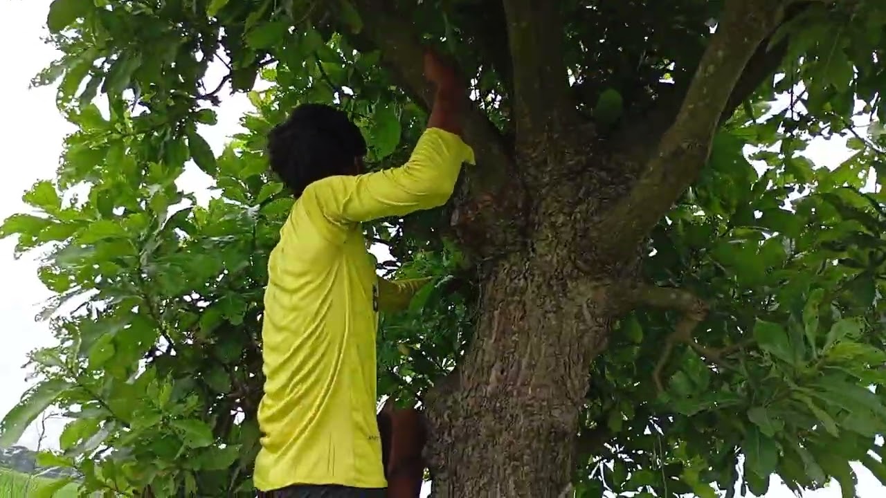 শৈশবের সৃতিচারণ পাখির বাসা থেকে বাচ্চা পারা হচ্ছে