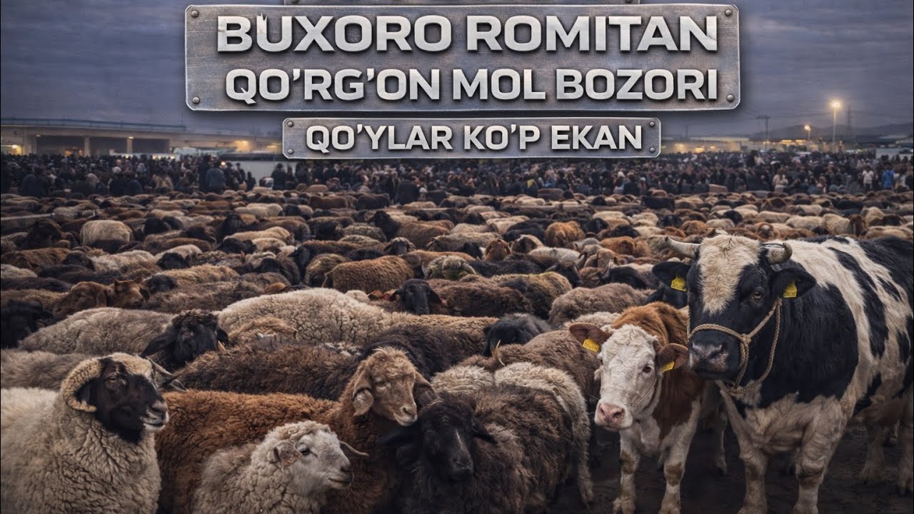 19 феврал 🔥 БУХОРО РОМИТАН ҚУРҒОН МОЛ БОЗОРИ ҚУЙ НАРХЛАРИ ҚАНДАЙ ?