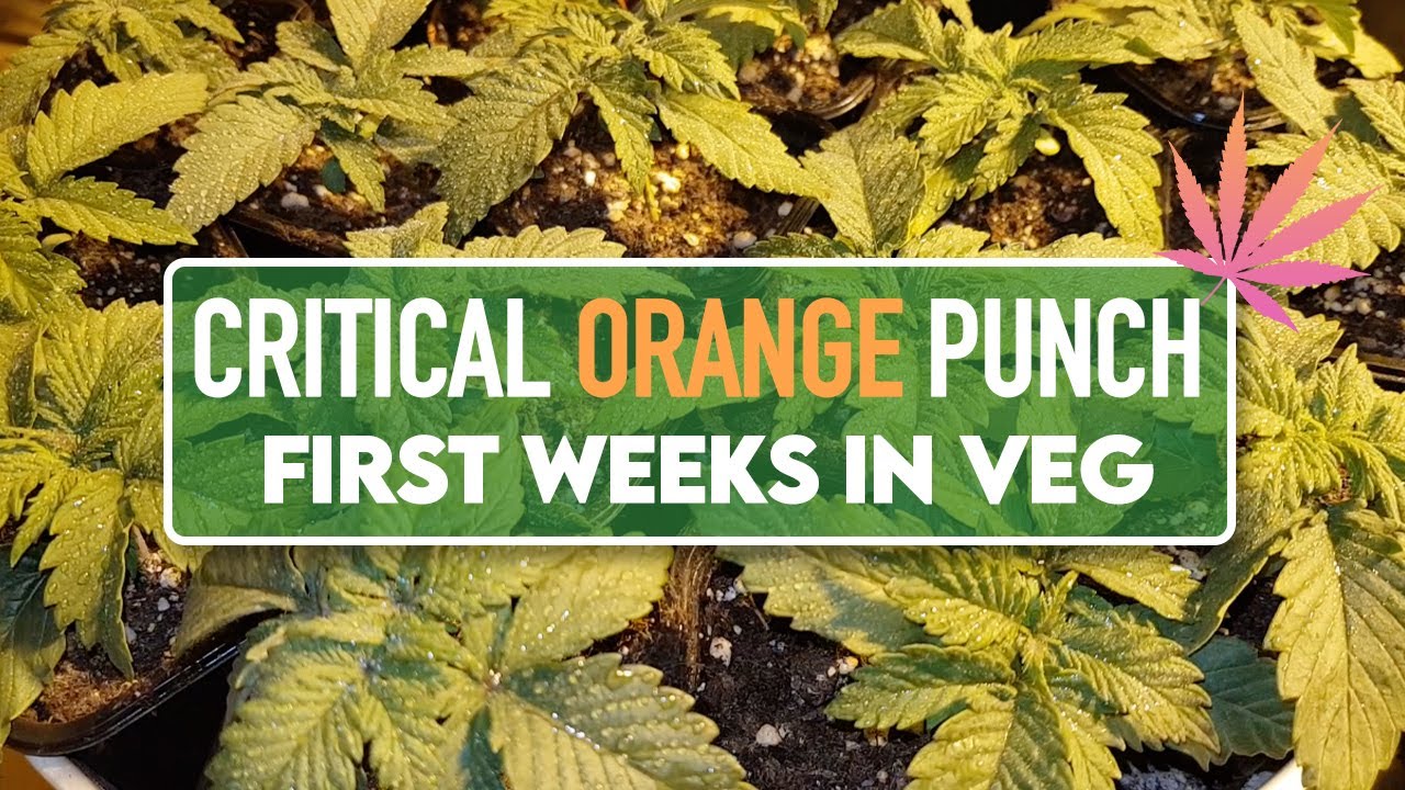 Critical Orange Punch - First weeks in Vegatative stage - Cannabis Grow s04e02