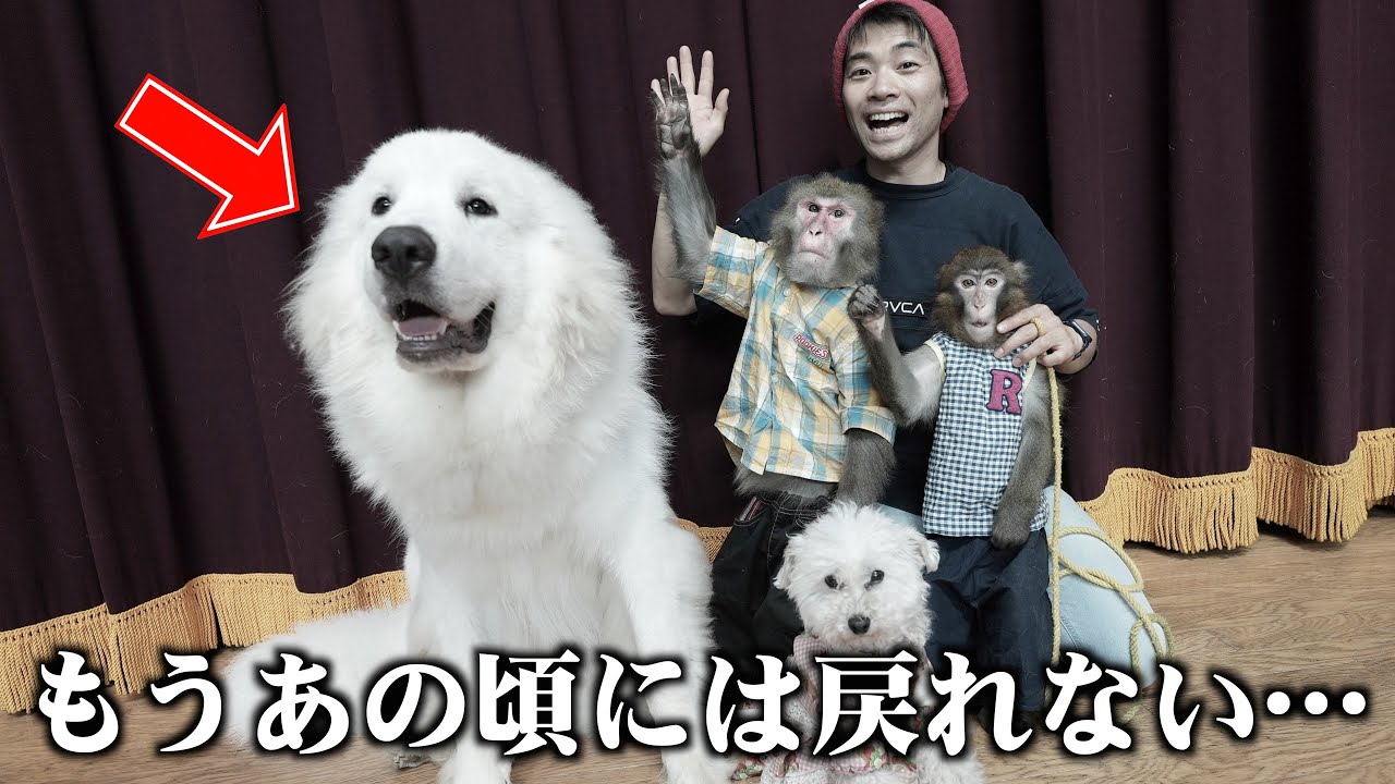 グレートピレニーズの性格ってこんなに変わるんですか…？