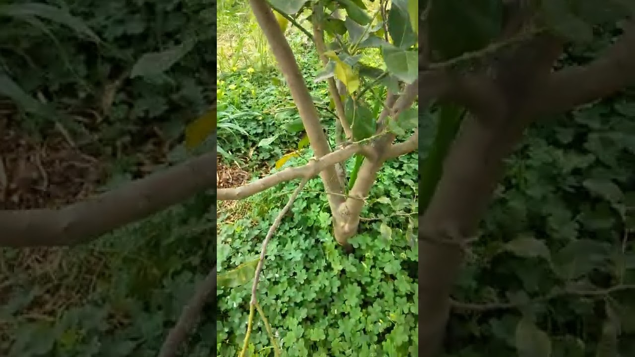نزع سراق الماء في شجرة الليمون