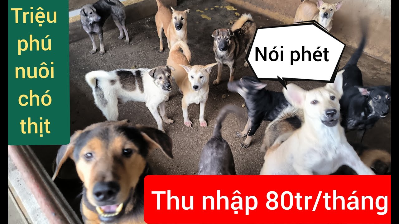 Triệu phú nuôi chó thịt thu nhập 80tr/tháng@tú béo 88